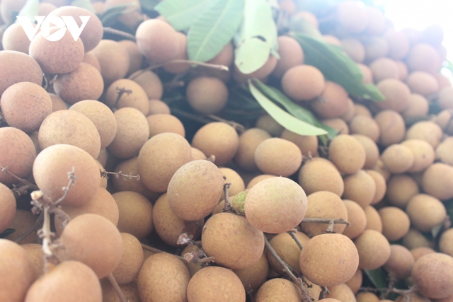 Nhãn Sông Mã chín sớm ngọt lịm, giá gấp 3 lần chính vụ  - Ảnh 1.
