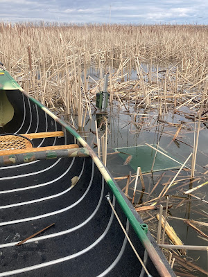 A small green platform sits just below the water, visible next to a green canoe on the surface of a marsh