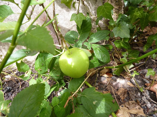 pomme-jardin