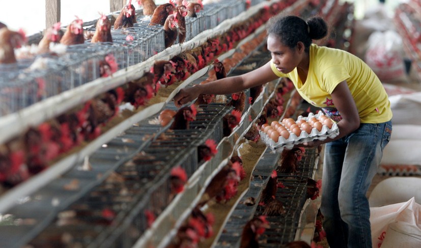 Tips Sukses Bisnis  Ternak Ayam  Petelur  Modal Kecil 