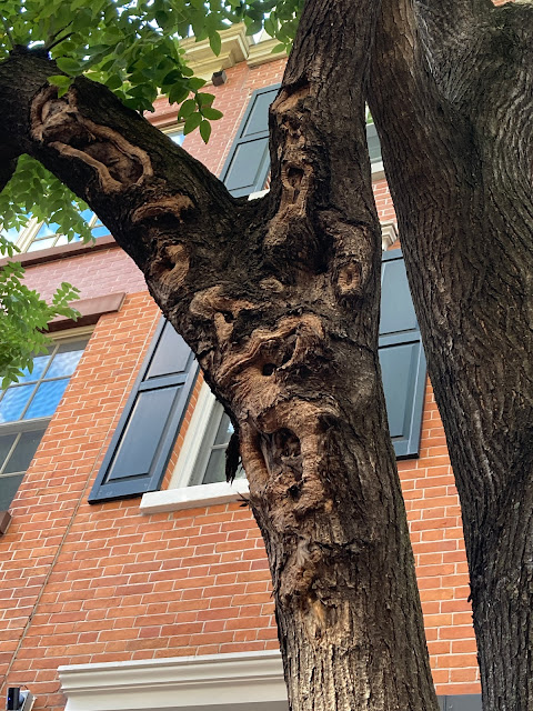 Repeated injury to a tree's trunk from passing/parking vehicles