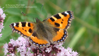 Aglais urticae DSC121188