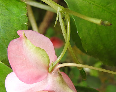 非洲鳳仙花的花距