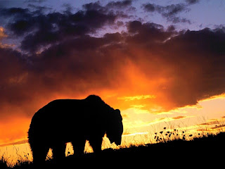 Evening Time Bear Go to home Wallpaper