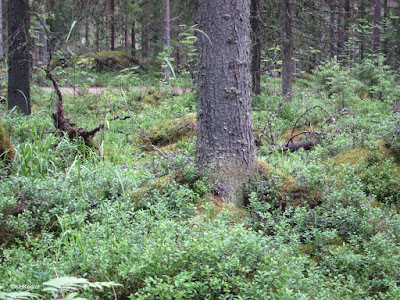 forest, Finland