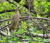 American Bittern, Tower Grove Photo by Andy Reago and Chrissy McClarren