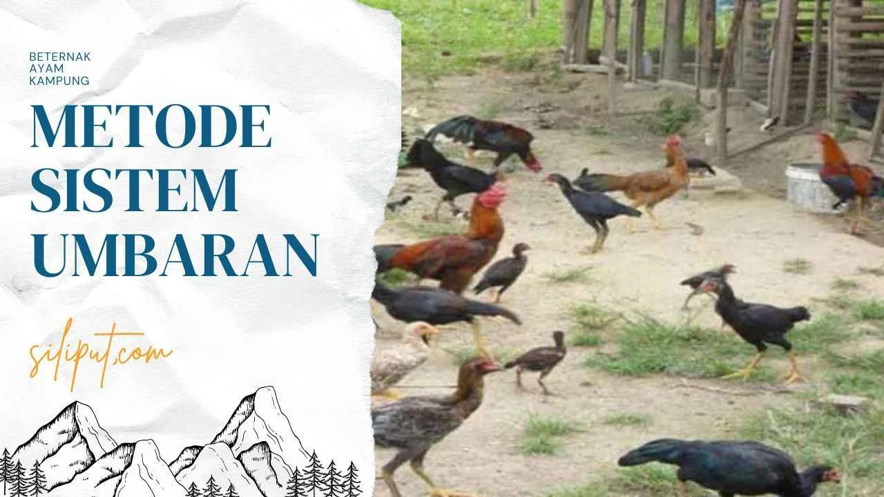 Cara Beternak Ayam Kampung Dengan Sistem Umbaran