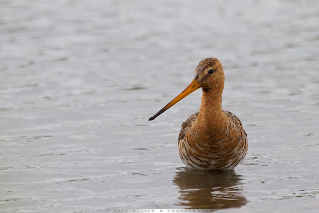 Grutto - Black-tailed Godwit - Limosa limosa