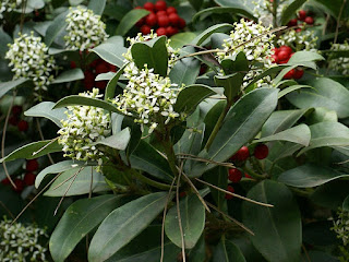 Skimmia du Japon - Skimmie du Japon - Skimmia japonica 