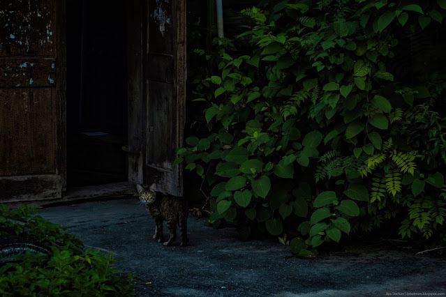 Кот оглядывается у входа в подъезд