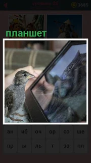  птица перед планшетом смотрит на кошку внутри