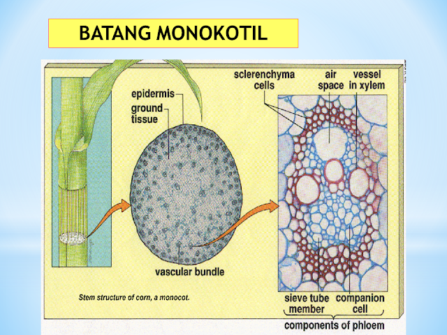 Batang Monokotil