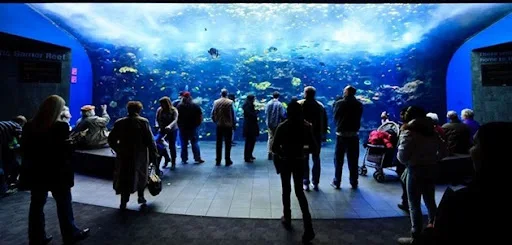 georgia-aquarium-04