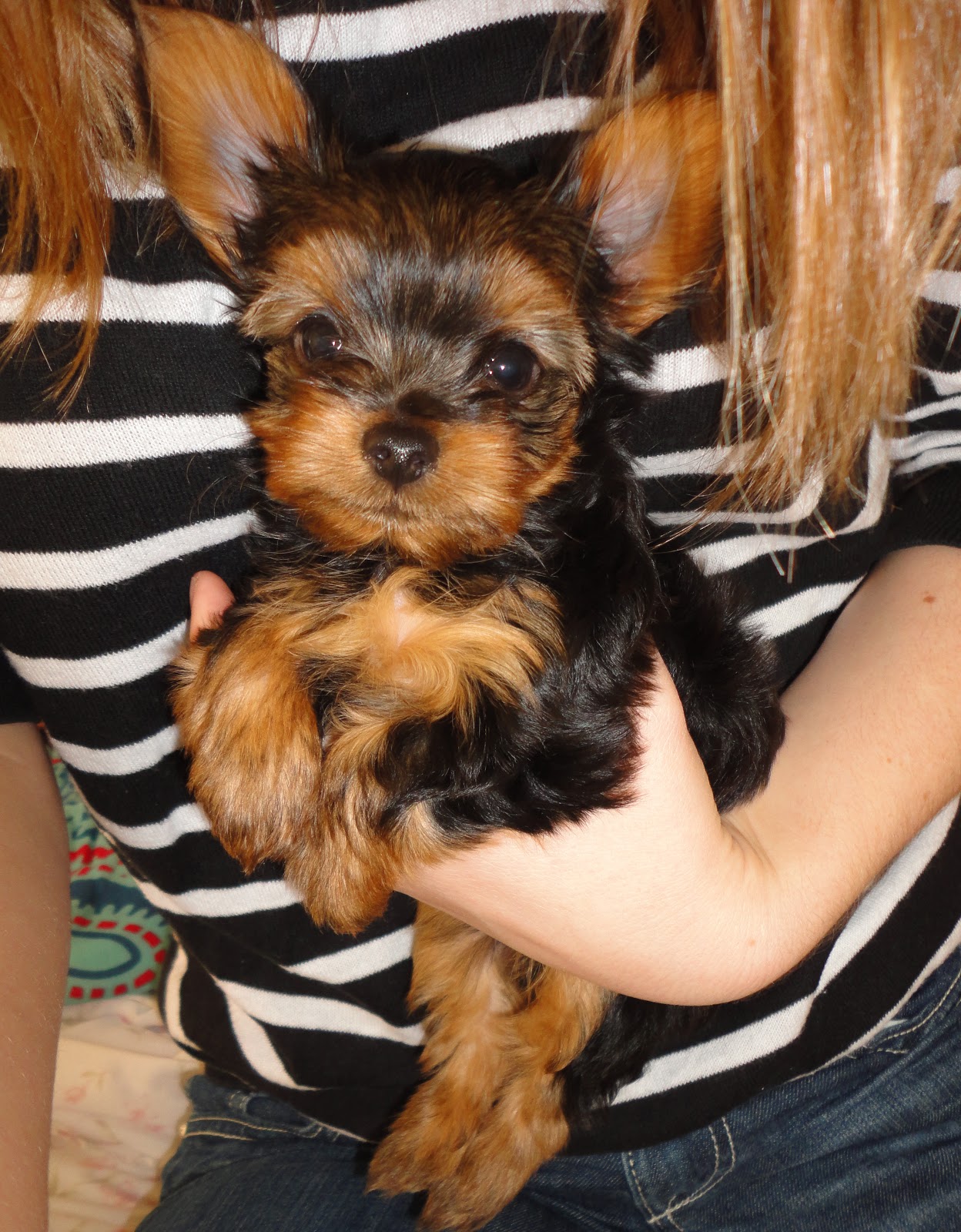 Courtney's AKC Yorkies: Puppies 7 weeks old!