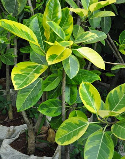 POHON KARET KEBO ATAU KARET MERAH BERINGIN KARET KEBO 