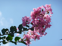 サルスベリの花もいろいろな色があった