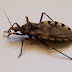 CDC has Warn the Public About the Deadly "Kissing Bug?" (Triatomine Bugs)