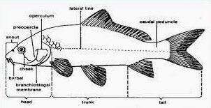 Sistem Garis Lateral pada ikan