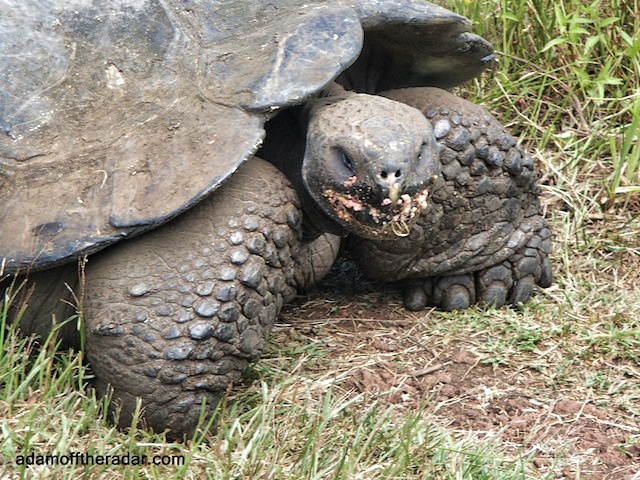  The Santa Cruz Highlands,Galapagos Islands