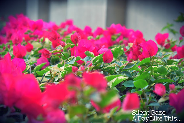 https://www.photoblog.com/silentgaze/2017/02/18/bougainvilleas/