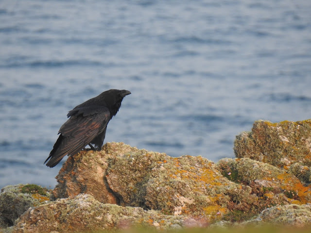 Raven on the South End