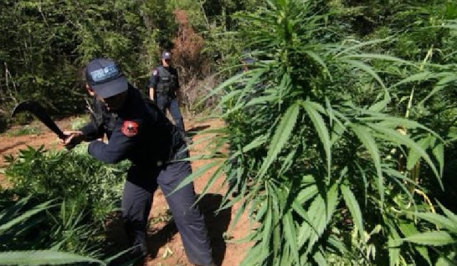 Vau i Dejës police director Paulin Çupi has been fired because of cannabis plantation found in his zone