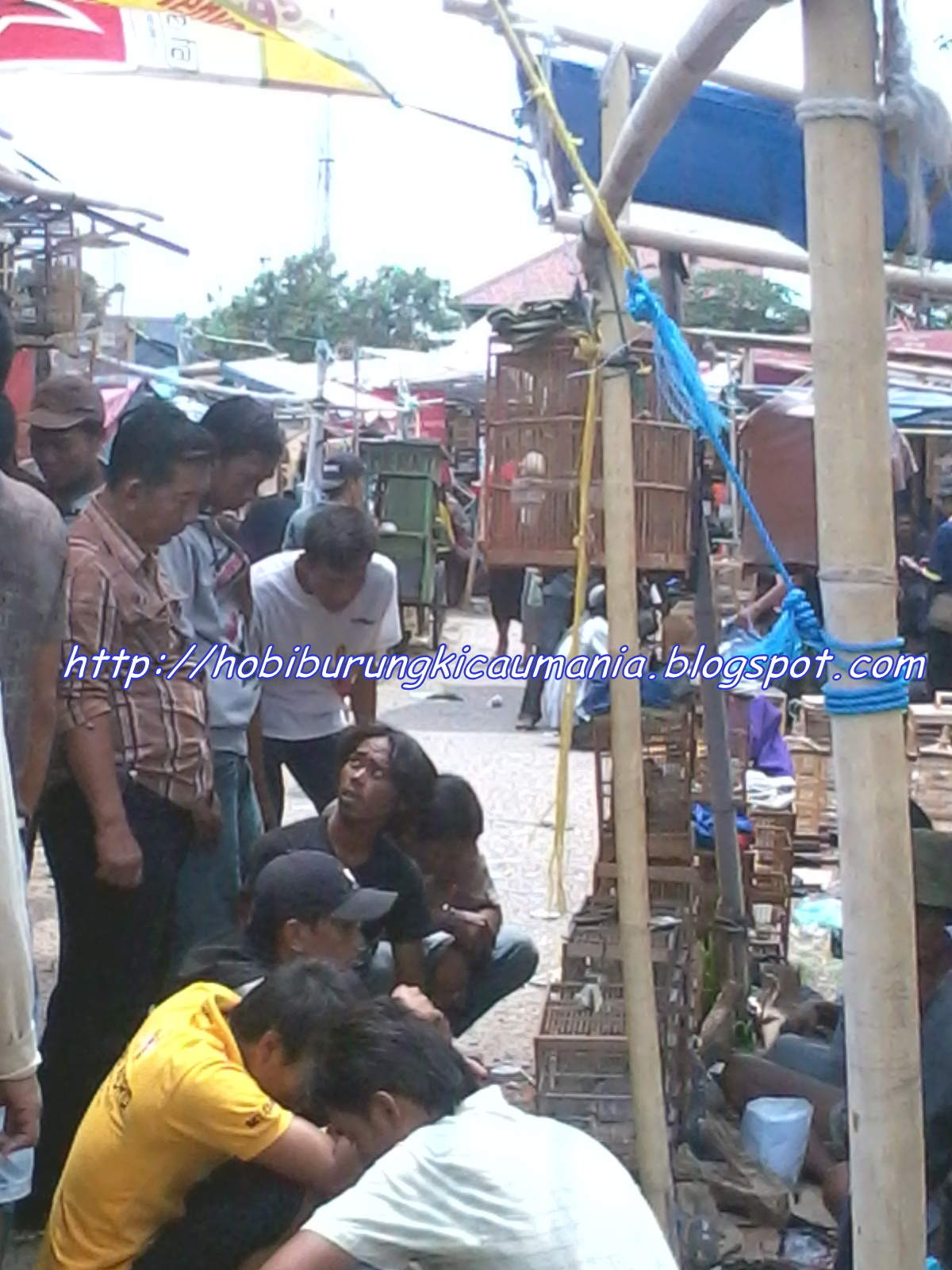 Pasar Burung Plered Cirebon  Tarung Jago