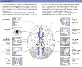 cranial nerves