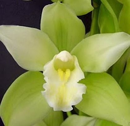 green cymbidium