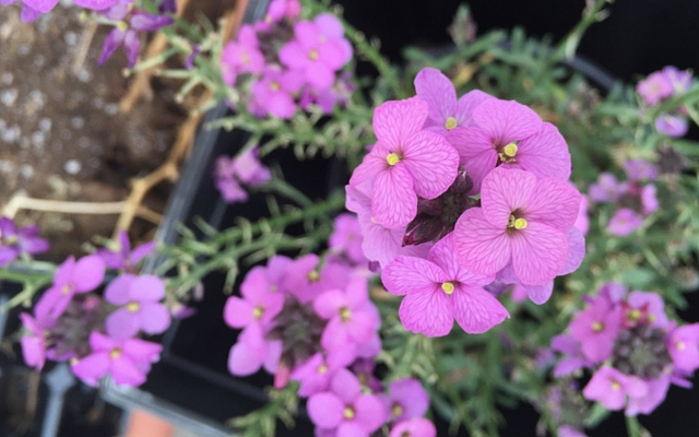 a potted pink wallflower