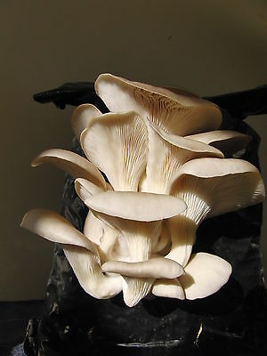 White Oyster Mushroom Spawn in Nashik | Mushroom spores | Biobritte mushroom spawn center