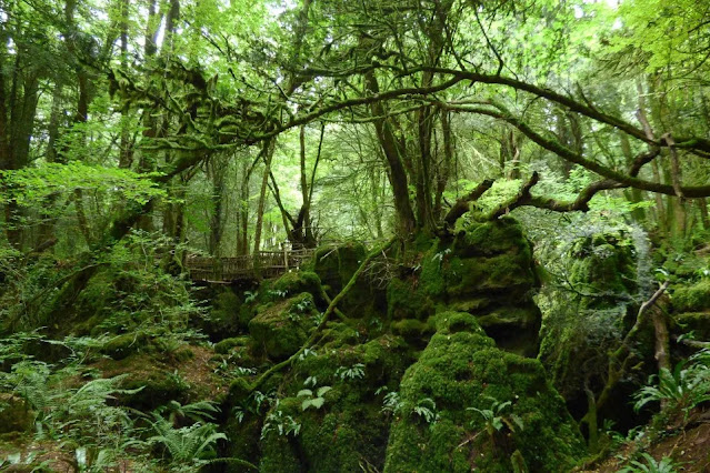 Puzzlewood Forest - England
