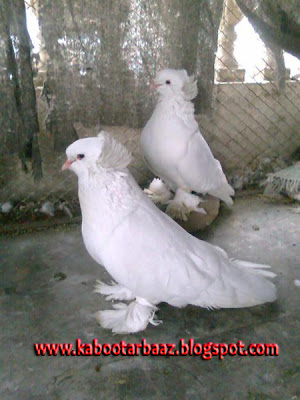 Beautiful Fancy Pigeon