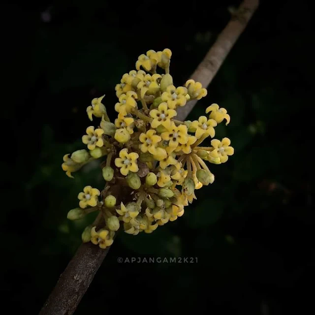 Gymnema sylvestre Apocynaceae बेडकीचा पाला Kolhapur,Maharashtra India