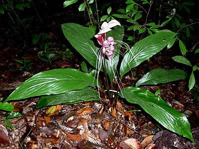 Bat lily (Tacca integrifolia)