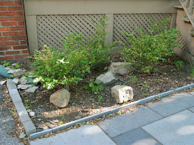 by Paul Jung Gardening Services--a Toronto Gardening Company Mount Pleasant East Davisville New Front Shade Garden Before