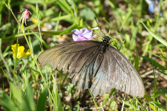 Pipevine Swallowtail, Turkey Bend Recreation Area