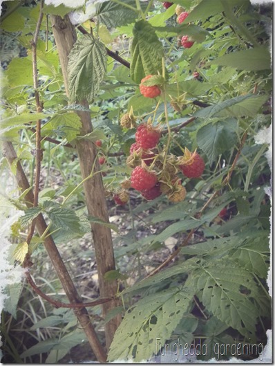 Foto 15a