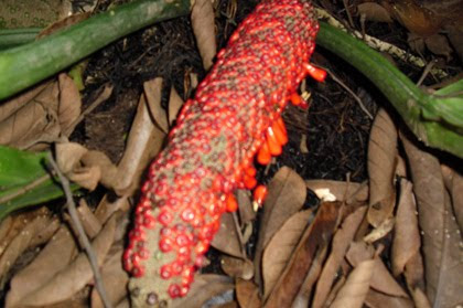 Anthurium
