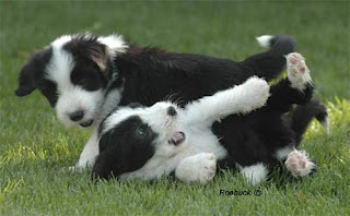 Bearded Collie Puppies