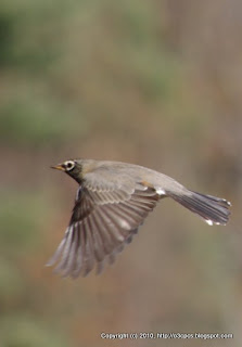 American Robin