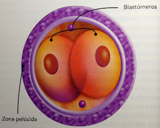 Resultado de imagen para BLASTÓMEROS