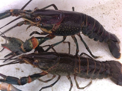 Hasil gambar untuk pemijahan lobster air tawar