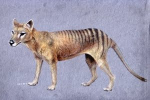 thylacine Thylacinus cynocephalus tasmanian tiger tasmanian wolf beutelwolf buidelwolf tasmaanse tijger tasmaanse wolf australia