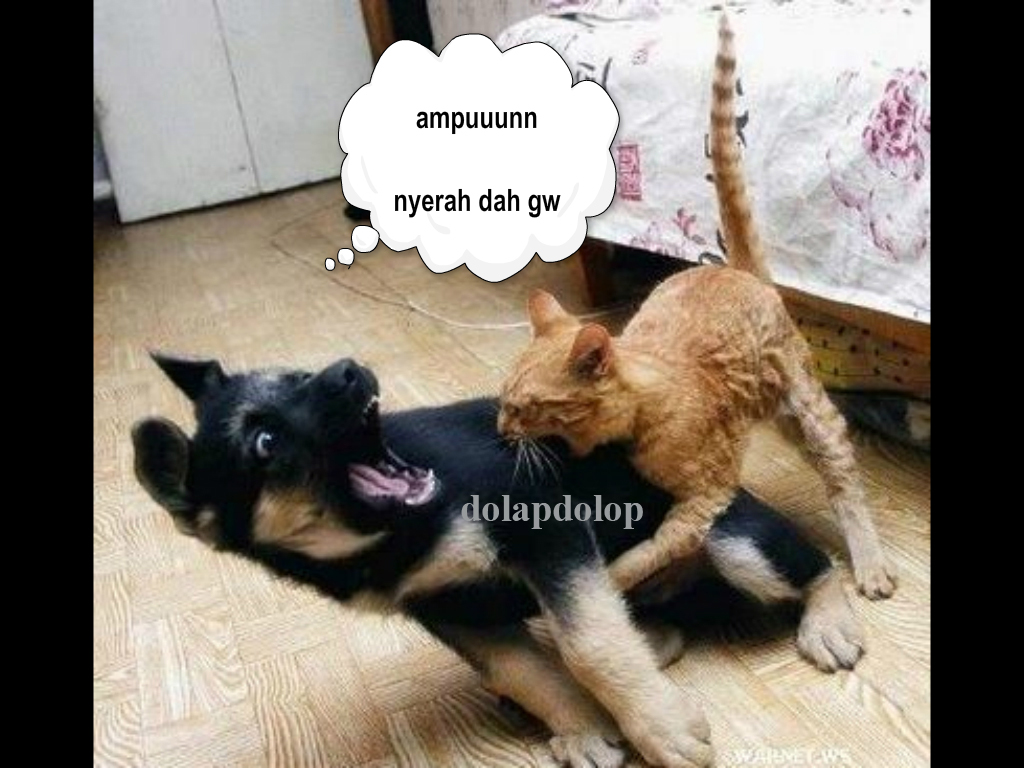 Anjing Vs Kucing Fight Fun Photo Lucu Dolapdolop Kumpulan