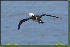 Bempton Cliffs - April