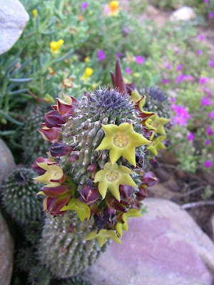 Hoodia grandis (coleorum)