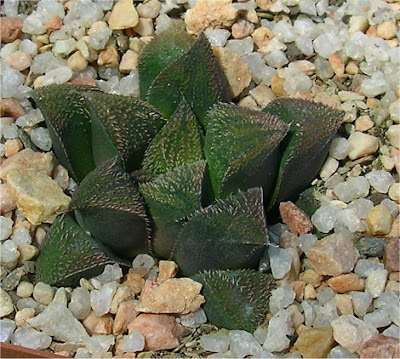 Haworthia 'chocolate' X enigma