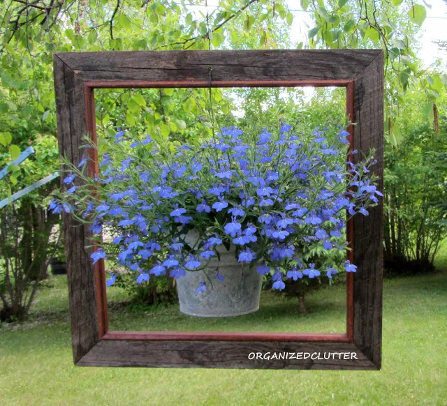 Framed Techno-Heat Lobelia www.organizedclutterqueen.blogspot.com