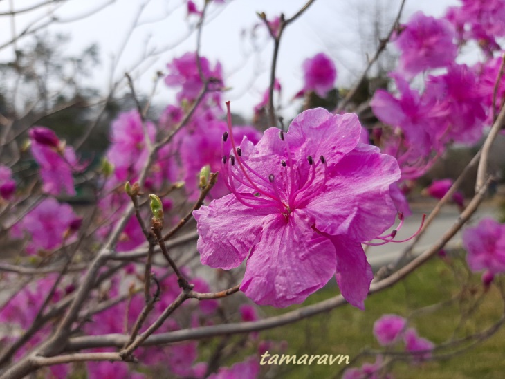 Рододендрон остроконечный (Rhododendron mucronulatum)